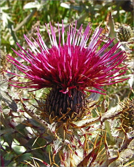 sm 488 Swamp Thistle.jpg - Swamp Thistle (Cirsium douglasii ssp. douglasii): A very showy native thistle with silver fuzzy foliage.